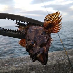 喰い渋るも辛うじて小刀 GET！