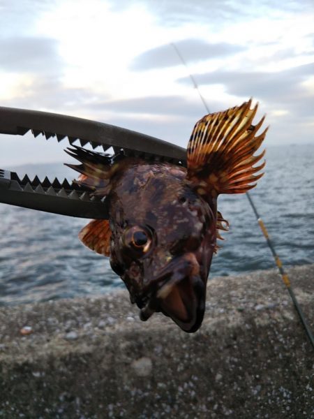 喰い渋るも辛うじて小刀 GET！