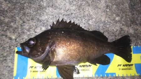 明石良型メバル