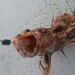 メバル×1 ガシラ×7