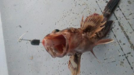 メバル×1 ガシラ×7