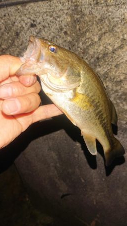 2019.5.12 養老 五三川 パワーフィネス