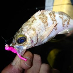 相も変わらずのチビ