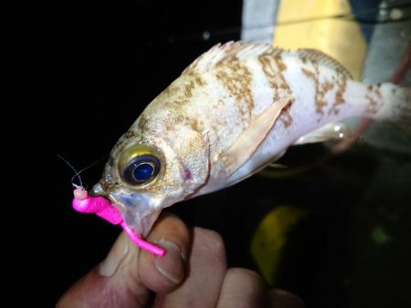 相も変わらずのチビ