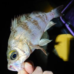 やっときましたキロアップ