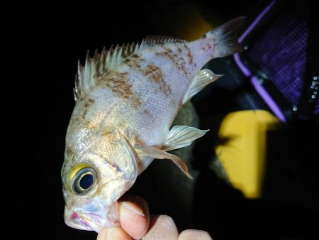 やっときましたキロアップ