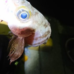 アオリサイズアップ