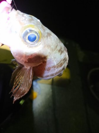 アオリサイズアップ