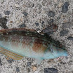 呑ませエソのみ