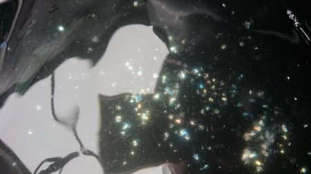 イワシ無双からのグレ