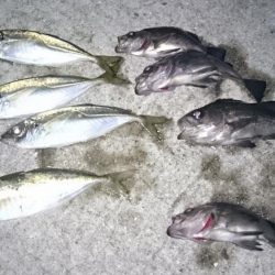 アジきたーーー！！