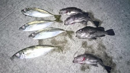 アジきたーーー！！