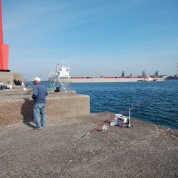 キスの引き釣りにカレイが釣れました