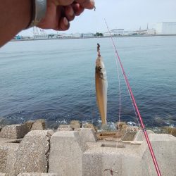 東二見水道のキス情報