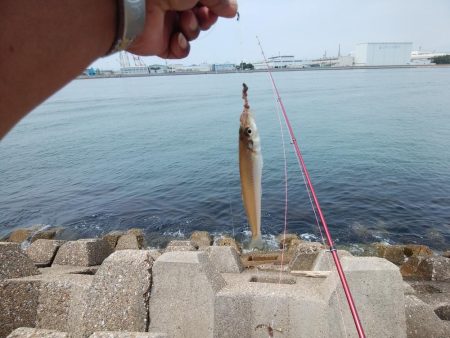 東二見水道のキス情報