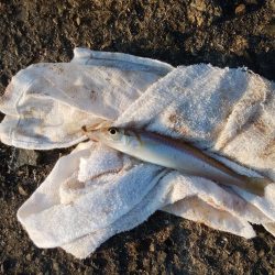 播磨新島のキス情報