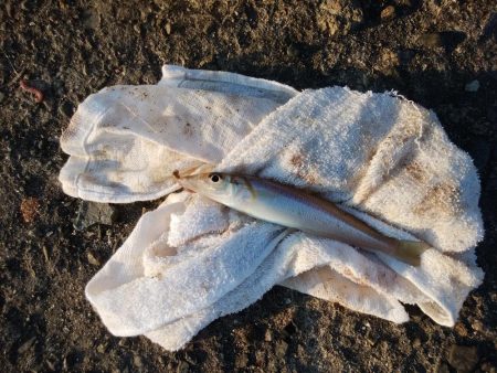 播磨新島のキス情報