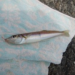 播磨新島のキス情報