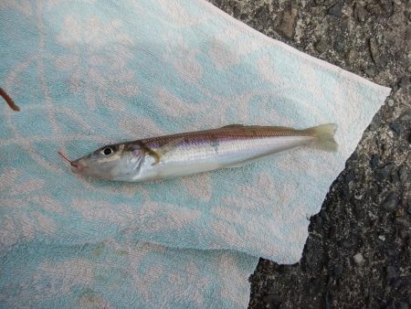 播磨新島のキス情報