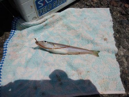 播磨新島のキス情報