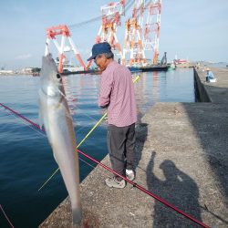 播磨新島のキス情報