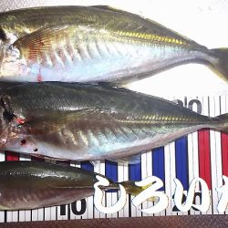 今度は、香住にアジ狙い。