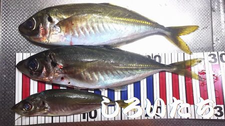 今度は、香住にアジ狙い。