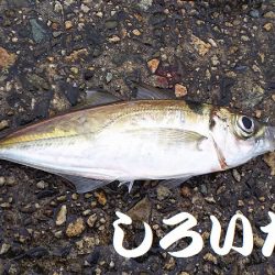 雨のアジ釣り