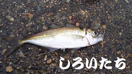 雨のアジ釣り