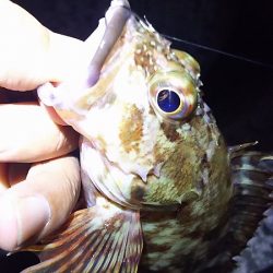 姫路のアジとガシラ