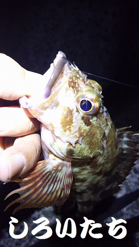 姫路のアジとガシラ