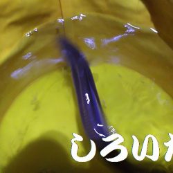 本日も出動、アジとガシラ狙い。