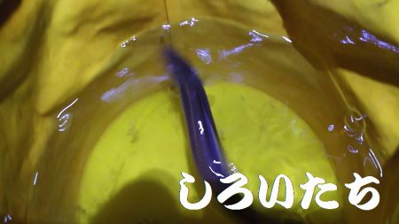 本日も出動、アジとガシラ狙い。