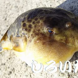 ベラとの戦い。