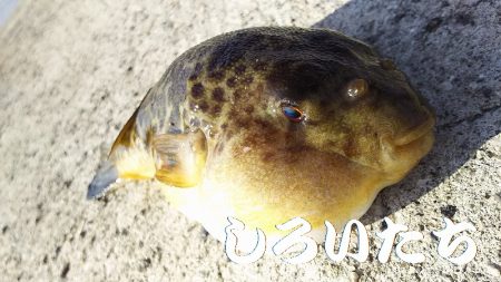 ベラとの戦い。