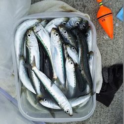 マイワシいた！