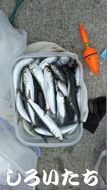 マイワシいた！