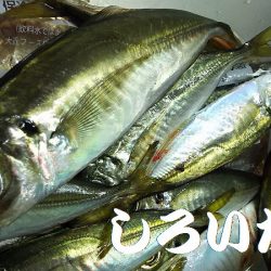 今日は、アジを昨日の倍は釣る。