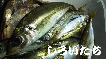 今日は、アジを昨日の倍は釣る。