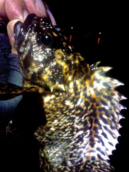 ちびっこばかりかと思ったら尺上のタケノコ