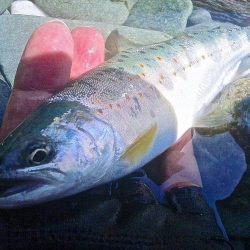 場所替えで何とか