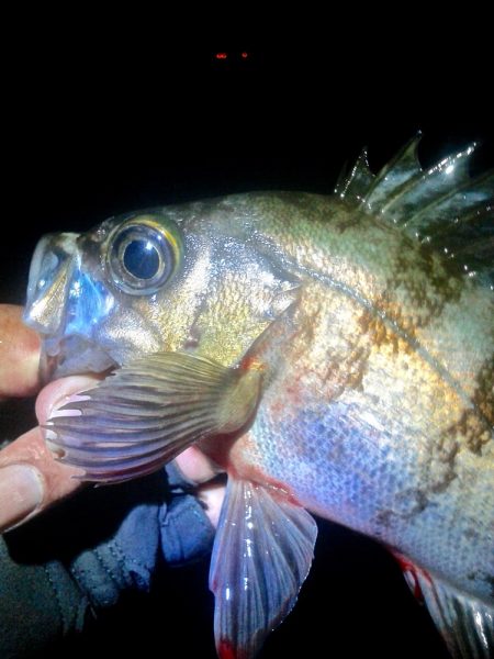 オキソメバルがパタパタと