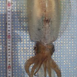 今シーズン初アオリ