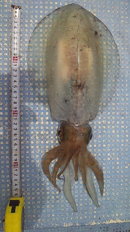 今シーズン初アオリ