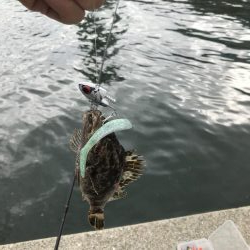 またタケノコメバル