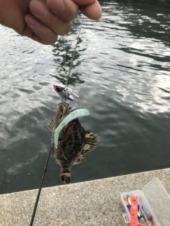 またタケノコメバル