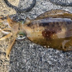 アオリイカ開幕