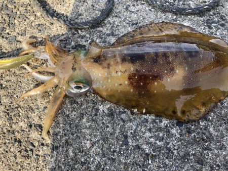 アオリイカ開幕