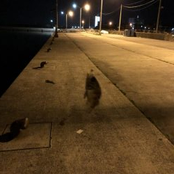 令和元年初釣り