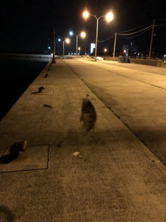 令和元年初釣り